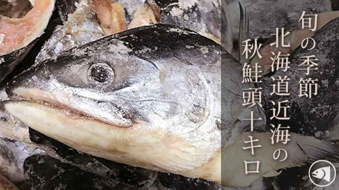 マクアケ秋鮭頭