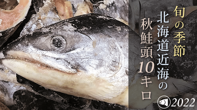 マクアケ秋鮭頭